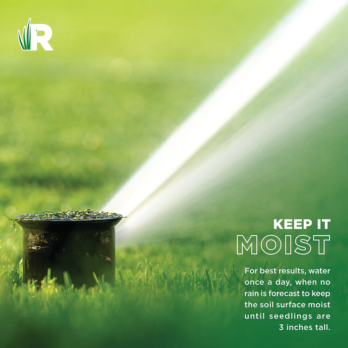 Low Maintenance Grass Seed - Image 7