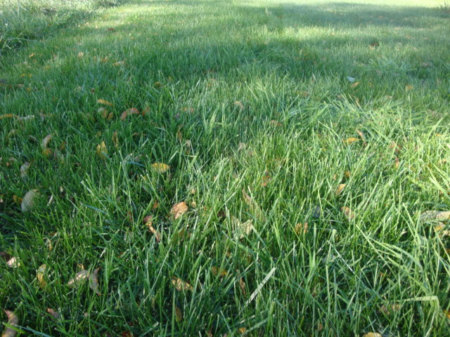 Low Maintenance Grass Seed - Image 9