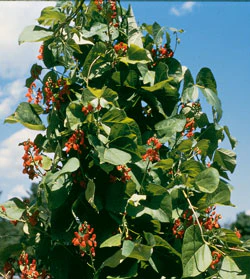 Scarlet Runner Pole Bean Seeds - Image 3