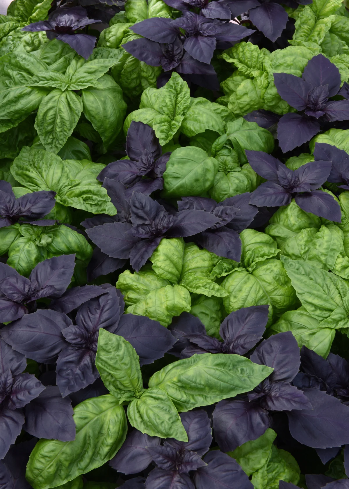 Simply Herbs Try Basil Mix (10 seeds), Container Collection - Image 3