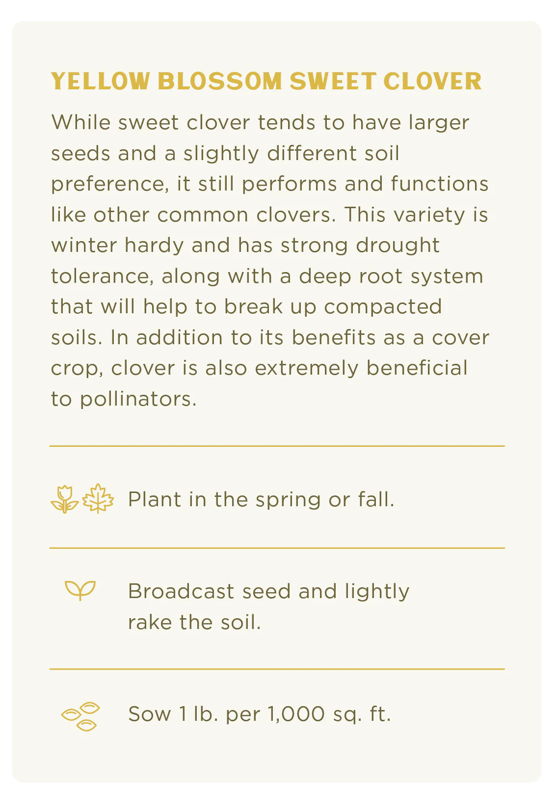 Yellow Blossom Sweet Clover Seed - Image 3