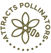 Yellow Blossom Sweet Clover Seed - Image 4