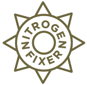 Yellow Blossom Sweet Clover Seed - Image 6